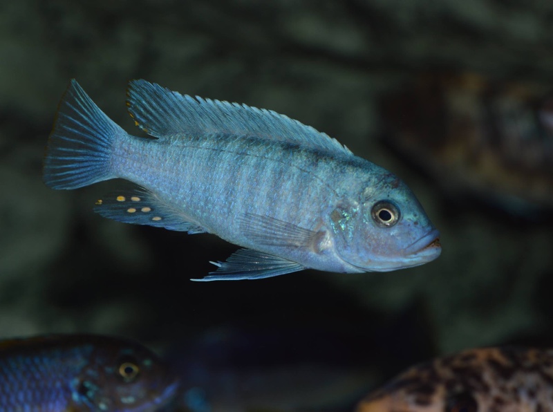 Maylandia estherae 'Chiofu Bay'